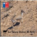 La Taruca huemul del norte