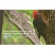 Hábitos de Nidificación de las Aves del Bosque Templado de Chile