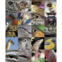 Fauna Andina Historia Natural y Conservación